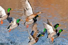 Filtrez votre recherche de maison à ain (01) par nombre de pièces, chambres, superficie, avec balcon, cave, au dernier étage, avec gardien ou jardin Domaine De Chasse Dans L Ain