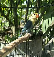 Keistimewaan lovebird vio fc disilangkan dengan warna apa saja tetap istimewa. Lovebird Pb Vio Sf Atau Pb Dark Blue Steemit