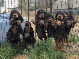 Black and tan coonhounds are a hunting breed with a keen nose and an impressive howl, but they also make fantastic family companions. Kosnik S Black And Tan Coonhounds Community Facebook