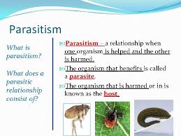 The saguaro cactus (carnegiea gigantea) is the largest cactus in the united states and a defining cactus of the plant of the sonoran. Competition Predation And Symbiosis Bellringer Name A Biotic