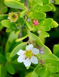 Image result for Pemphis