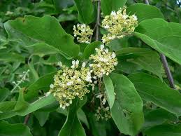 Image result for Premna tanganyikensis