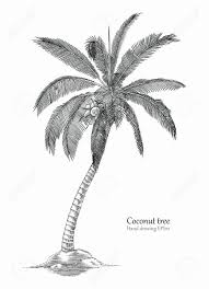 Black And White Pencil Drawings Of Trees Palm Tree Pencil Drawing Unique Coconut Tree Pencil Sketch Best How To Draw Coconut Tree Drawing Tree Drawings Pencil Coconut Tree Drawing Palm Tree Drawing