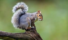 Poll Should Invasive Species Be Eradicated In The Eu Focusing On Wildlife Invasive Species Squirrel Teeth Squirrel
