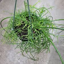 Image result for Rhipsalis