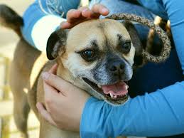 We earn a commission for products purchased through some links in this article. Fixing A Dislocated Jaw In Dogs Dog Discoveries