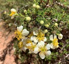 We did not find results for: Shrubs Capitol Reef National Park U S National Park Service