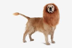 Encontre os últimos lançamentos e as linhas crocband e classics com modelos masculinos e femininos. 9 Best Dog Halloween Costumes 2019 The Strategist New York Magazine