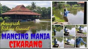 Pemancingan Anugrah Cikarang Selatan Spot Ikan Besar Predator Fishing Ground Youtube