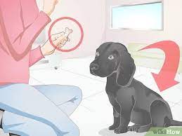 Try to start with a delicious treat such as a beef jerky or small bits of cheese before moving on to something harder like peanuts. How To Teach A Dog To Flip A Treat On His Nose 9 Steps