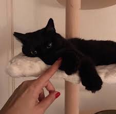 uploaded by sensitive find images and videos about love cute and cat on we heart it the app to get lost in what you lo cats black cat aesthetic pretty cats