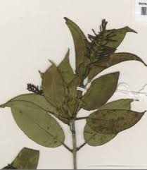 Image result for Helixanthera verruculosa