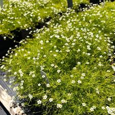 Image result for Sagina