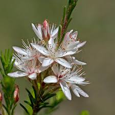 Image result for Tetragonia calycina