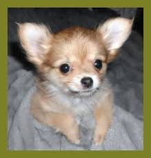 Although the breed tends to be tiny in size, they have no idea of their size and so they think that are the biggest dogs ever! Chihuahua Cross Pomeranian For Sale Pets Lovers
