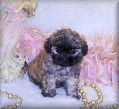 Ideally they will have a sturdy, and compact build. Shih Poo Puppies For Sale Shih Poo Breeder Fancypoo4u