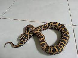 Scaless Giant Pics Pet Snake Scaleless Ball Python Snake Lovers