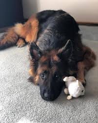 German Shepherds And Cat Dogs German Shepherds And Cat Dogs German Shepherds And Cat German S In 2020 Shepherd Puppies German Shepherd Dogs German Shepherd Pictures