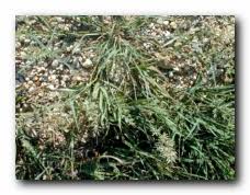 Image result for Eragrostis canescens