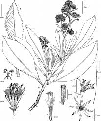 Image result for Solanecio