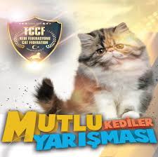 Mutlu Kediler Yarismasi Thinkbig