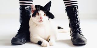 12 Best Cat Halloween Costumes 2019 Funny Cat Costume Ideas