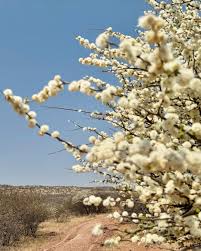 Image result for Phaeoptilum spinosum