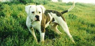 American bulldog chance homeward bound breed. Homeward Bound Chance Quotes Quotesgram