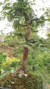 Bonsai Asem Jawa Meliuk Terbaru Cahunit Com