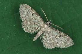Image result for Eupithecia tenuiata