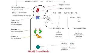 Biochemistry Exam 4 Diagram Quizlet