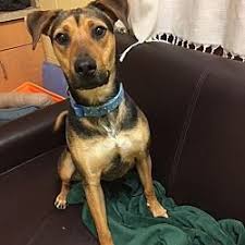 Pictures Of Sahara A Shepherd Unknown Type For Adoption In Independence Mo Who Needs A Loving Home Kitten Adoption Pets Shelter Dogs