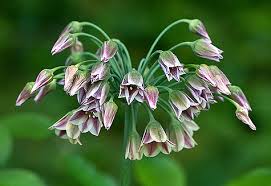 Maybe you would like to learn more about one of these? Anything But Ordinary Inspiring Unique Flowers