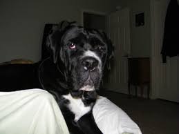 Canecorso Mastiff Athena 2 Years Old Cane Corso Dogs Mastiffs