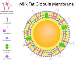 Image result for Infant Nutrition Components