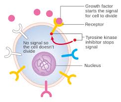 File Diagram Showing How Growth Factor Inhibitors Stop The Signal Inside The Cell Cruk 131 Svg Wikimedia Commons