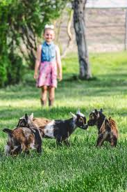 Consequently feels lower quality buying the bes870 is like buying a vw with a 1.8 litre engine that's always working hard v the top of the range v6 which just cruises at 2,000 revs. Deb B S Family Espresso Home Facebook