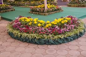 Image result for Anthericaceae