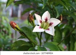 Image result for Rothmannia longiflora