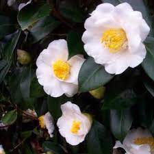Camellia Japonica Queen Bessie By Kosaku Sawada 1934 Cold Hardy Botanical Gardens Planting Flowers Botanical