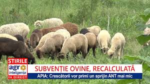 Cat este pensia de urmas 2020 cat este somajul pe luna cat este gramul de argint cat este gramul de aur in turcia 2020 cat este subventia pe cap de oaie 2017 cat este tva ul la apartamentele noi c a unirii bucuresti cat este amenda pentru rovinieta 2020 Apia SubvenÈ›ii Mai Mici Pentru Ovine Youtube
