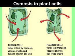 Plants, in fact, rely on an osmotic pressure gradient in order to collect water. Osmosis In Plant Cells Hypertonic Solution Hypotonic Solution Osmosis Plant Cell Gcse Biology Revision