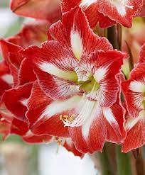 How To Grow Amaryllis Bulbs Keep This Flower Coming Back Year After Year Bulb Flowers Amaryllis Bulbs Amaryllis