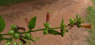 Image result for Triumfetta tomentosa
