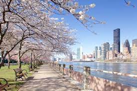 Maybe you would like to learn more about one of these? 15 Places To View Cherry Blossom Trees In Nyc Page 12 Of 16 Untapped New York
