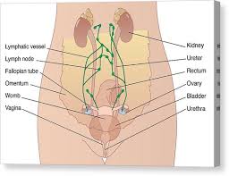There are some harder ones such as hanging leg raising and body weight. Xh 0791 Female Abdomen Anatomy Diagram Download Diagram