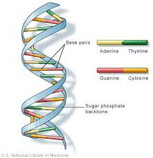 Class collection extends backbone.easybind.collection # fires on 'add' event onadd: Dna Structure