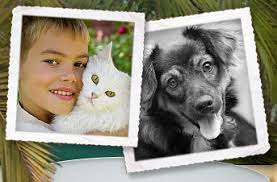 Popular rancho santa fe categories. Animal And Bird Hospital Of Del Mar Veterinary Hospital Near Encinitas