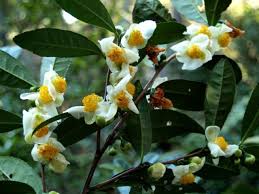 Image result for Camellia sinensis