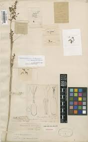 Image result for Schoenoxiphium